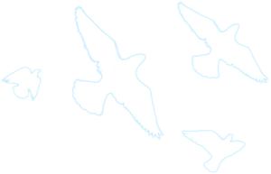 白鳩